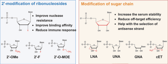 Figure 4. 2&rsquo;- modification of ribonucleosides and modification of sugar chain.