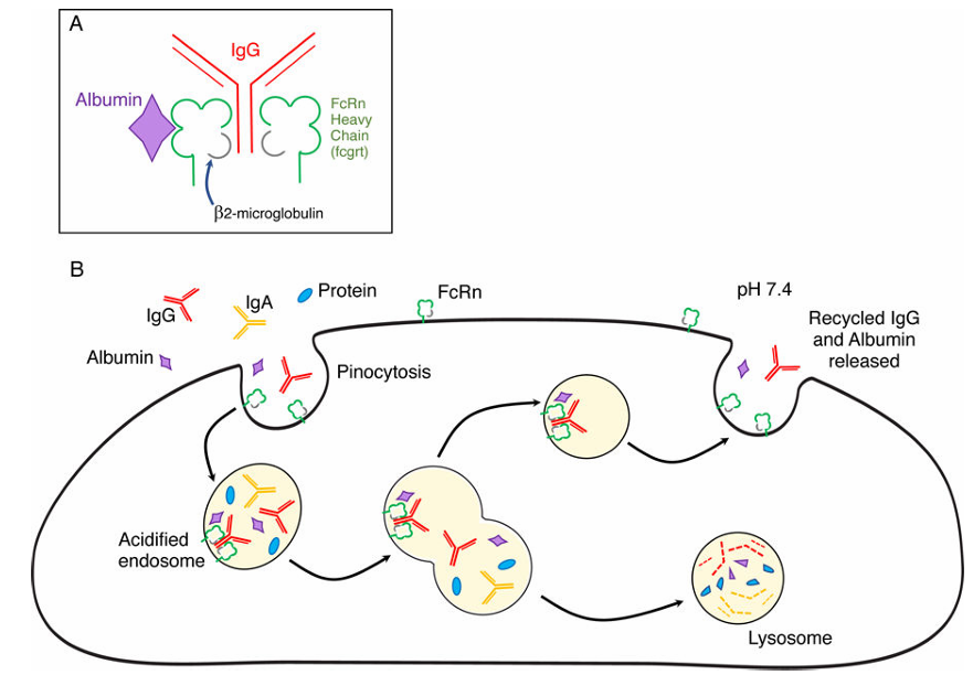 Figure 3. The structure and function of FcRn.