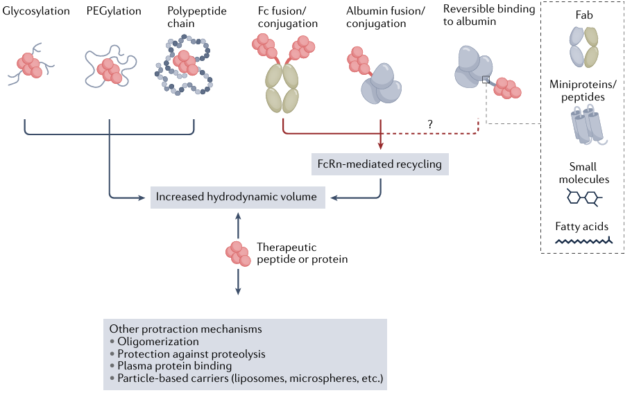 Figure 1. Technologies for half-life extension of therapeutic peptides.