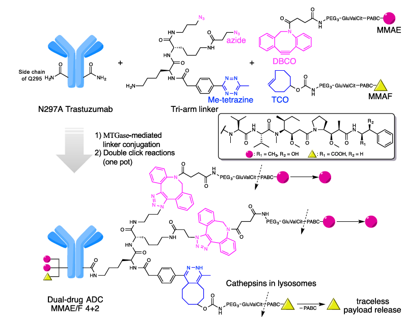 Figure 3. Molecular design and conjugation strategy for generating dual-drug ADCs.