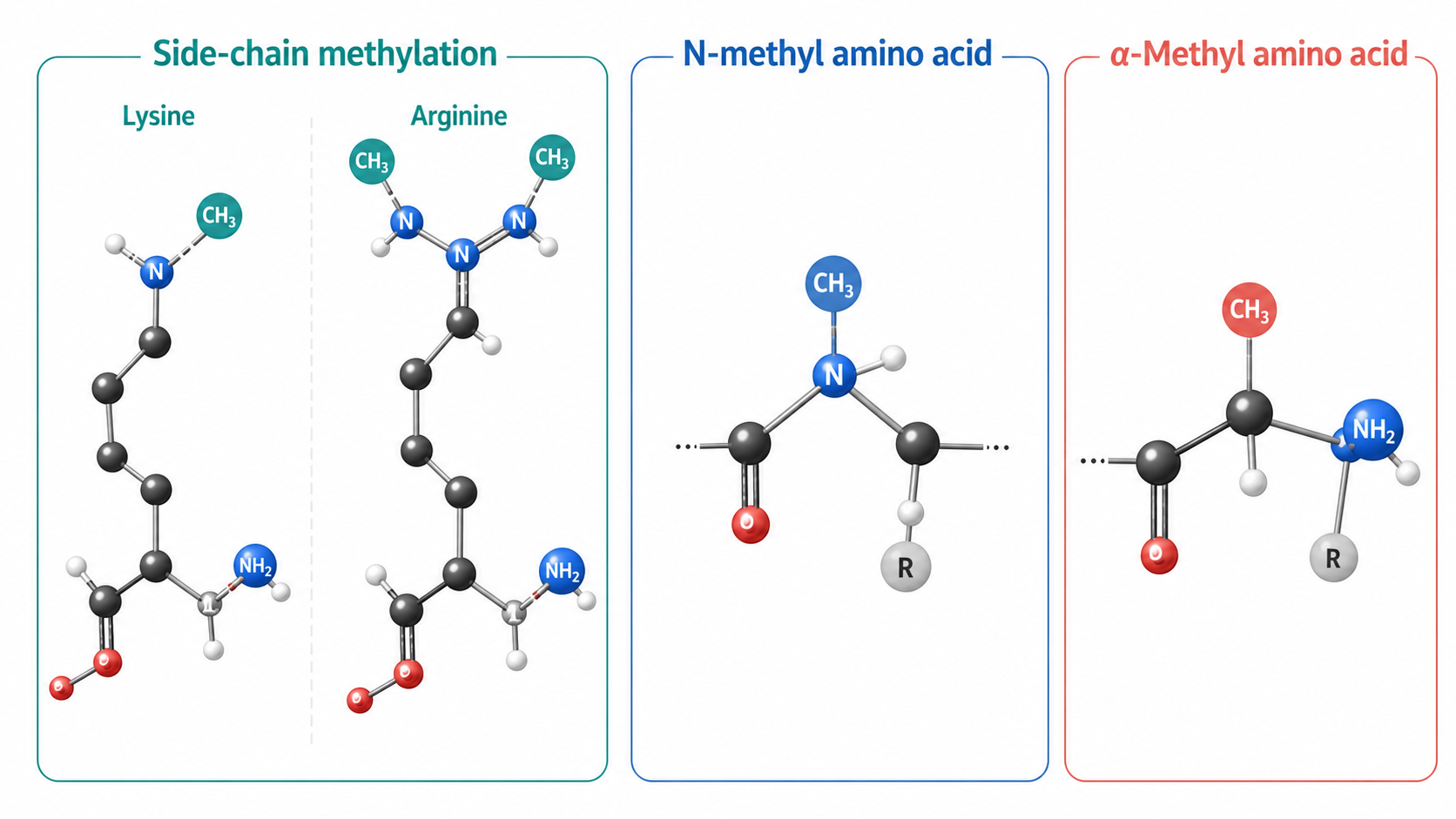 Side-chain-methylated, N-methyl and alpha-methyl amino acids