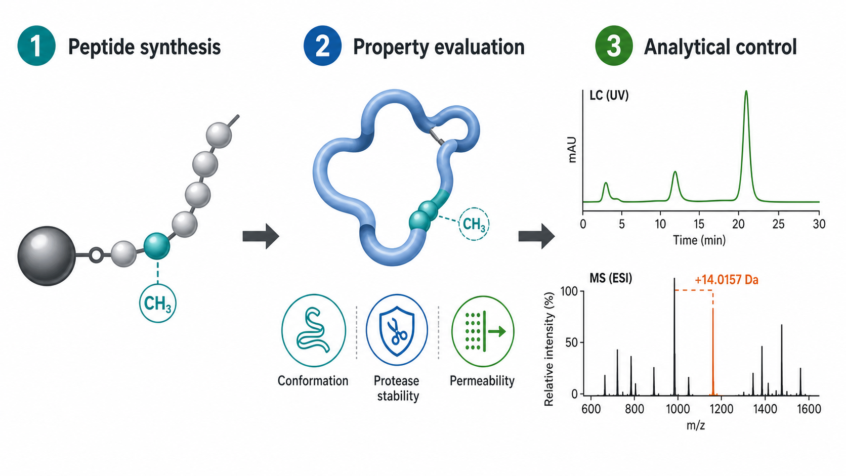 Methylated amino acids in peptide synthesis and LC-MS quality control