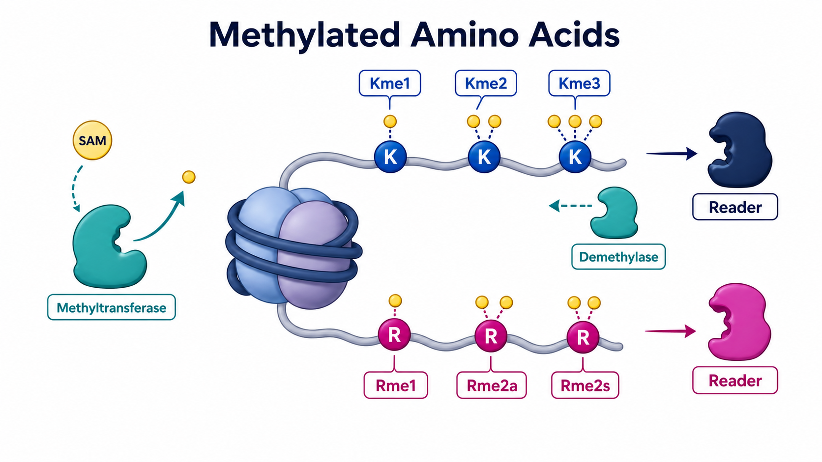 SAM-dependent lysine and arginine methylation pathway